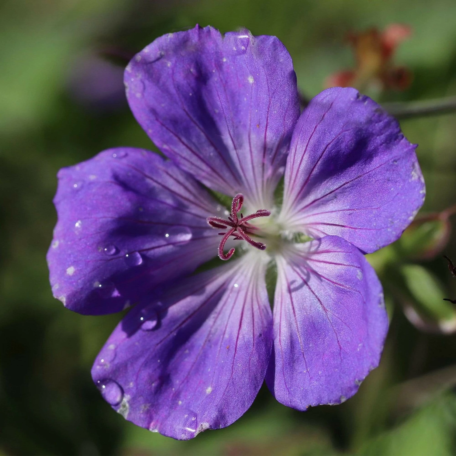 Roots Plants Geranium 'Sweet Heidy' | 1L Pot Geraniums & Pelargoniums Roots Plants Geranium 'Sweet Heidy' | 1L Pot Geraniums & Pelargoniums