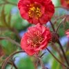 Roots Plants Geum 'Flames Of Passion' | 10.5cm Pot
