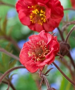 Roots Plants Geum 'Flames Of Passion' | 10.5cm Pot