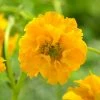 Roots Plants Perennials Geum 'Lady Stratheden' 1 Roots Plants Perennials Geum 'Lady Stratheden'