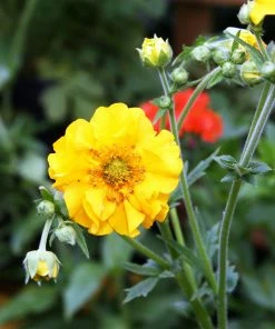 Roots Plants Perennials Geum 'Lady Stratheden'