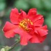 Roots Plants Perennials Geum 'Mrs Bradshaw'