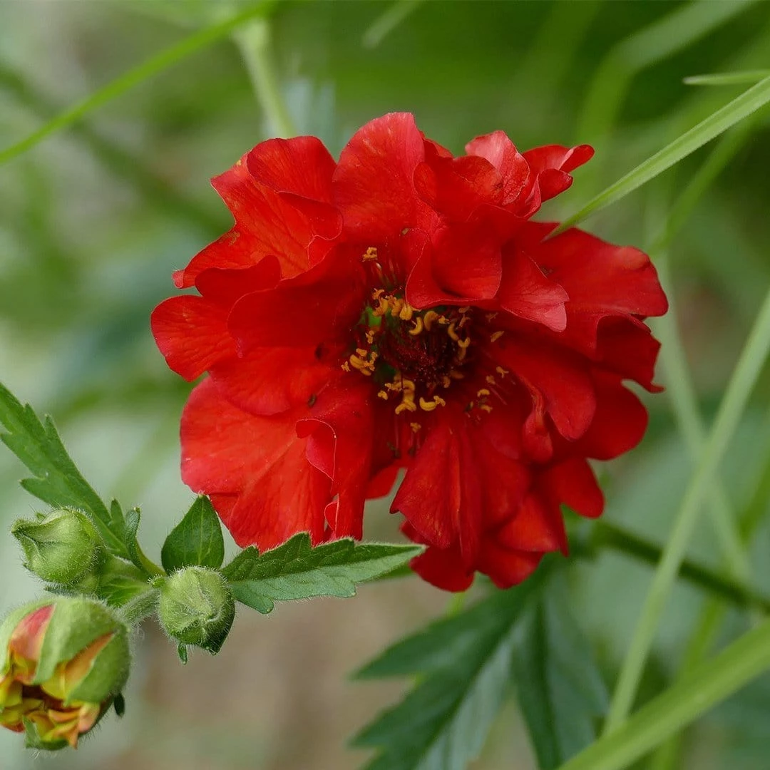 Roots Plants Perennials Geum 'Pink Petticoats' Roots Plants Perennials Geum 'Pink Petticoats'