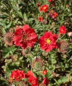 Roots Plants Perennials Geum 'Mrs Bradshaw'