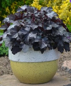 Roots Plants Perennials Heuchera Black Pearl' | 3L Pot