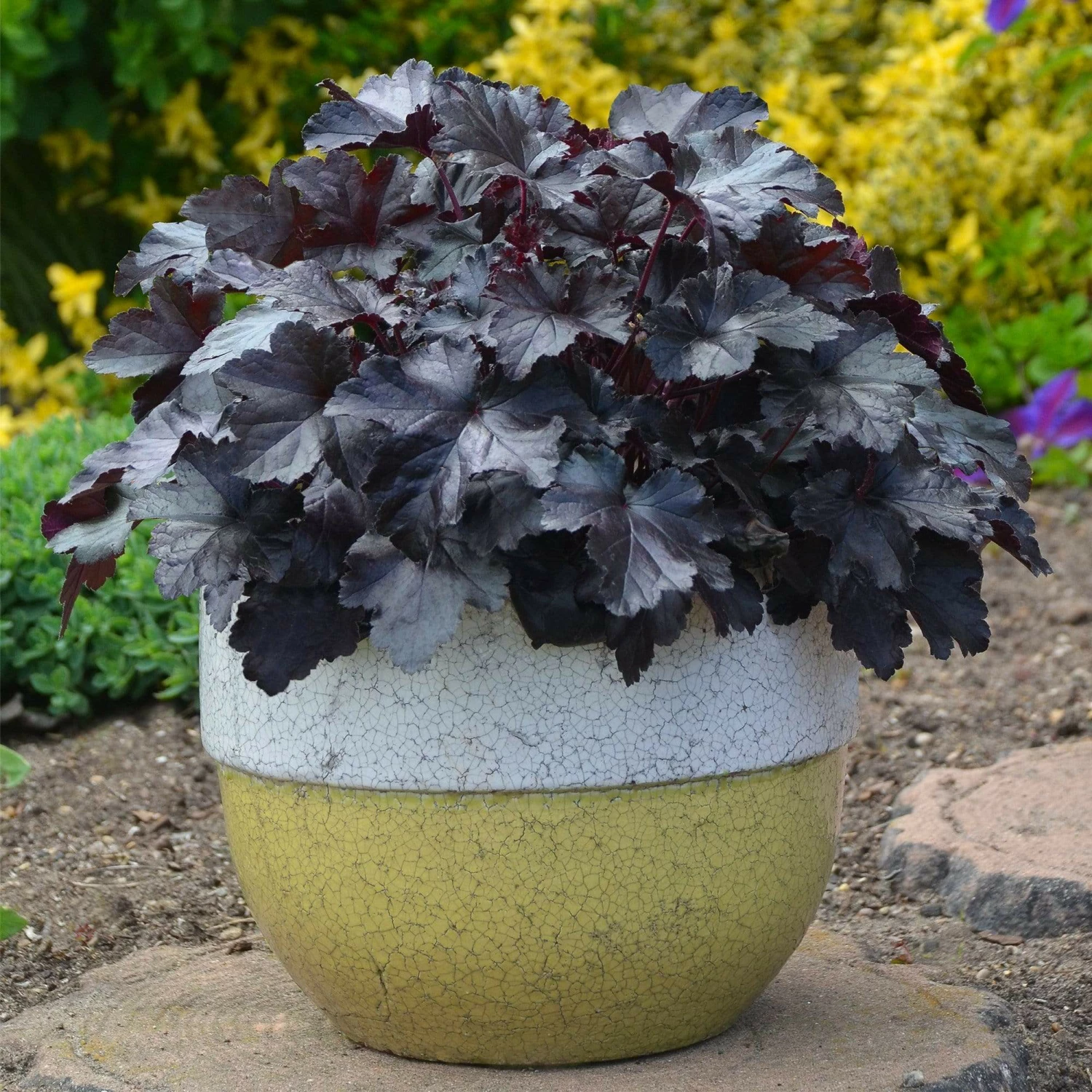 Roots Plants Perennials Heuchera Black Pearl' | 3L Pot Roots Plants Perennials Heuchera Black Pearl' | 3L Pot