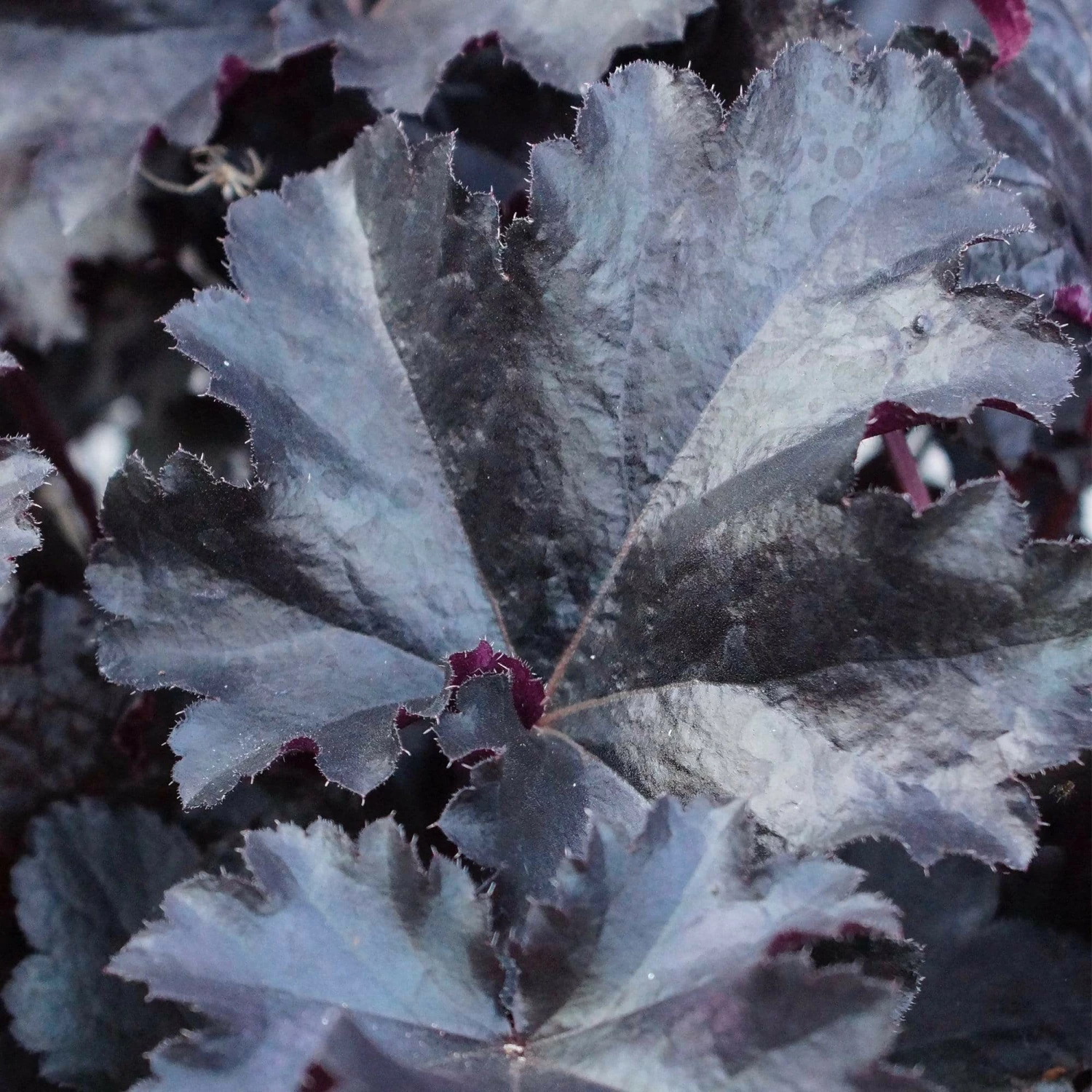 Roots Plants Perennials Heuchera Black Pearl' | 3L Pot Roots Plants Perennials Heuchera Black Pearl' | 3L Pot