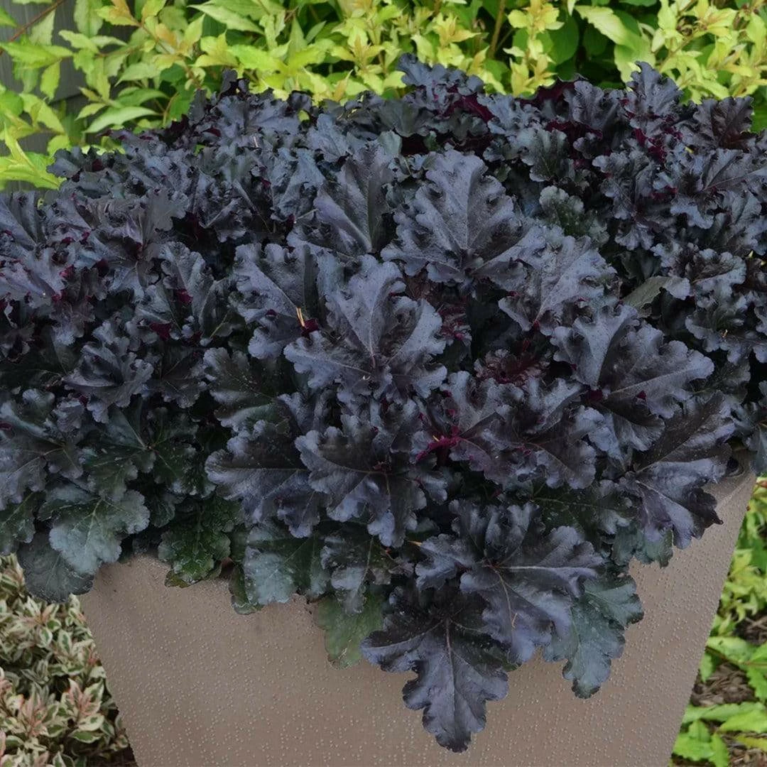 Roots Plants Perennials Heuchera Black Pearl' | 3L Pot Roots Plants Perennials Heuchera Black Pearl' | 3L Pot