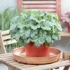 Roots Plants Perennials Heuchera 'Dales Strain' | 10.5cm Pot 2 Roots Plants Perennials Heuchera 'Dales Strain' | 10.5cm Pot