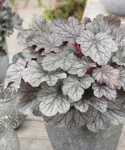 Roots Plants Heuchera 'Huckleberry' Perennials