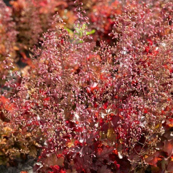 Roots Plants Heuchera 'Indian Summer Cranberry' Perennials Roots Plants Heuchera 'Indian Summer Cranberry' Perennials