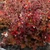 Roots Plants Heuchera 'Indian Summer Cranberry' Perennials 2 Roots Plants Heuchera 'Indian Summer Cranberry' Perennials