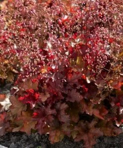 Roots Plants Heuchera 'Indian Summer Cranberry' Perennials