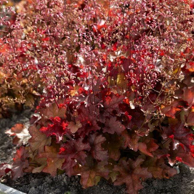 Roots Plants Heuchera 'Indian Summer Cranberry' Perennials Roots Plants Heuchera 'Indian Summer Cranberry' Perennials