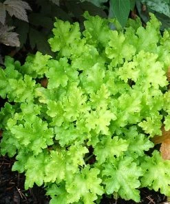 Roots Plants Perennials Heuchera 'Lime Marmalade'