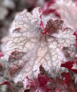 Roots Plants Heuchera 'Plum Pudding'