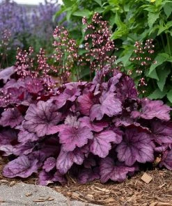 Roots Plants Heuchera Collection Perennials
