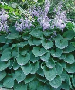 Roots Plants Perennials Hosta Collection | 6 X 1L Pots
