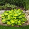 Roots Plants Hosta 'Lakeside Banana Bay' | 1L Pot Perennials 1 Roots Plants Hosta 'Lakeside Banana Bay' | 1L Pot Perennials