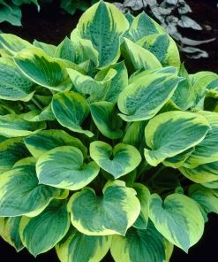 Roots Plants Perennials Hosta 'Stained Glass' | 1L Pot
