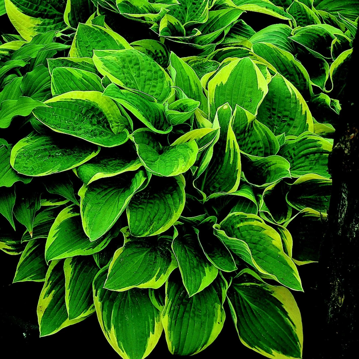 Roots Plants Hosta 'Wide Brim' | 1L Pot Perennials Roots Plants Hosta 'Wide Brim' | 1L Pot Perennials