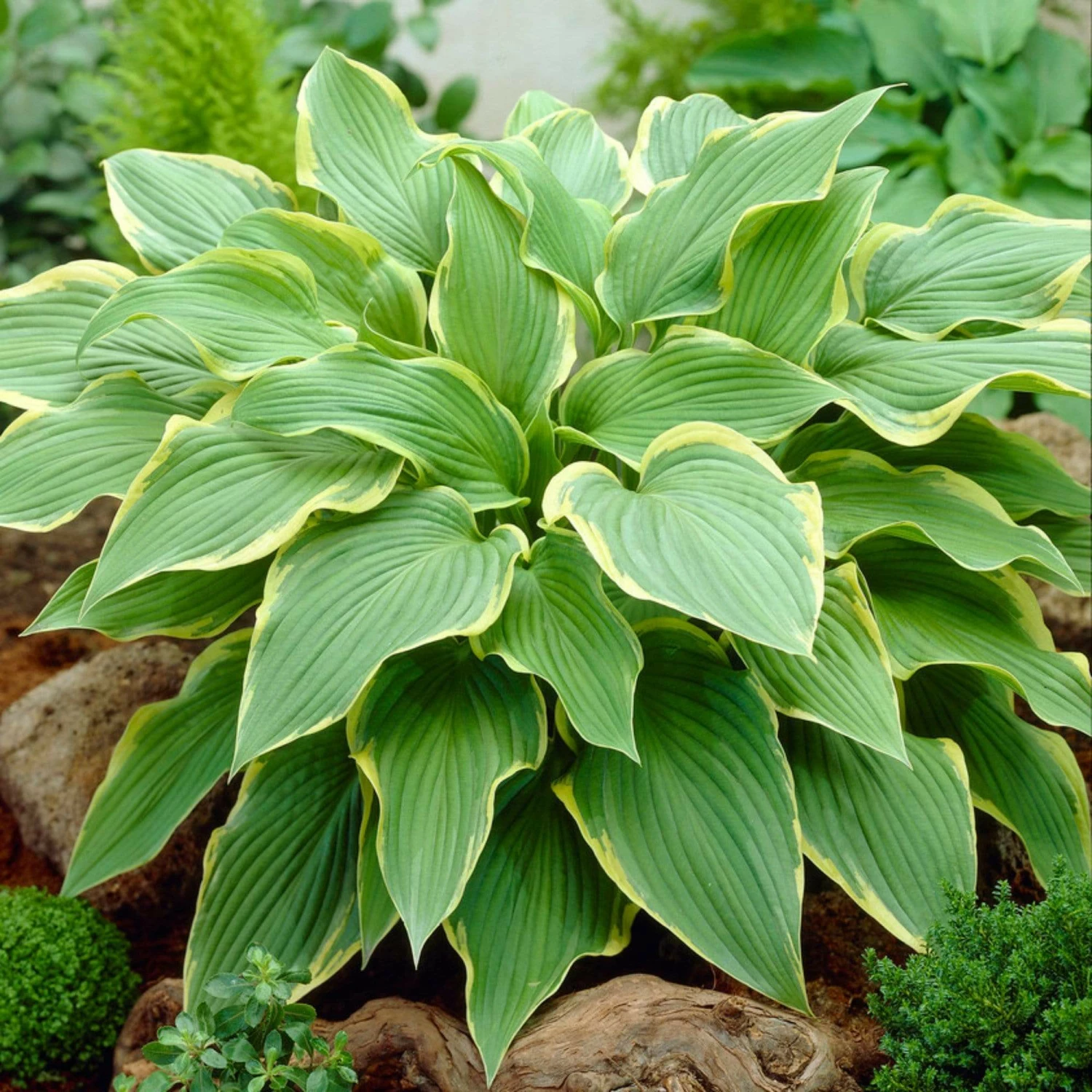 Roots Plants Hosta 'Wide Brim' | 1L Pot Perennials Roots Plants Hosta 'Wide Brim' | 1L Pot Perennials