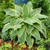 Roots Plants Hosta 'Yellow River'