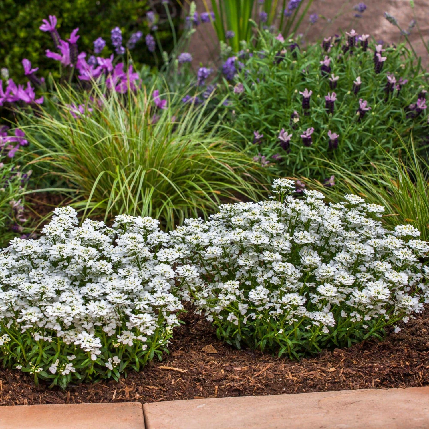Roots Plants Iberis 'Snowsurfer Forte' | 10.5cm Pot Perennials Roots Plants Iberis 'Snowsurfer Forte' | 10.5cm Pot Perennials