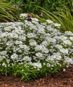 Roots Plants Iberis 'Snowsurfer Forte' | 10.5cm Pot Perennials 4 Roots Plants Iberis 'Snowsurfer Forte' | 10.5cm Pot Perennials