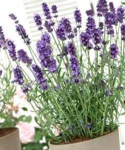 Roots Plants Perennials Lavender 'Hidcote Improved' 4 Roots Plants Perennials Lavender 'Hidcote Improved'