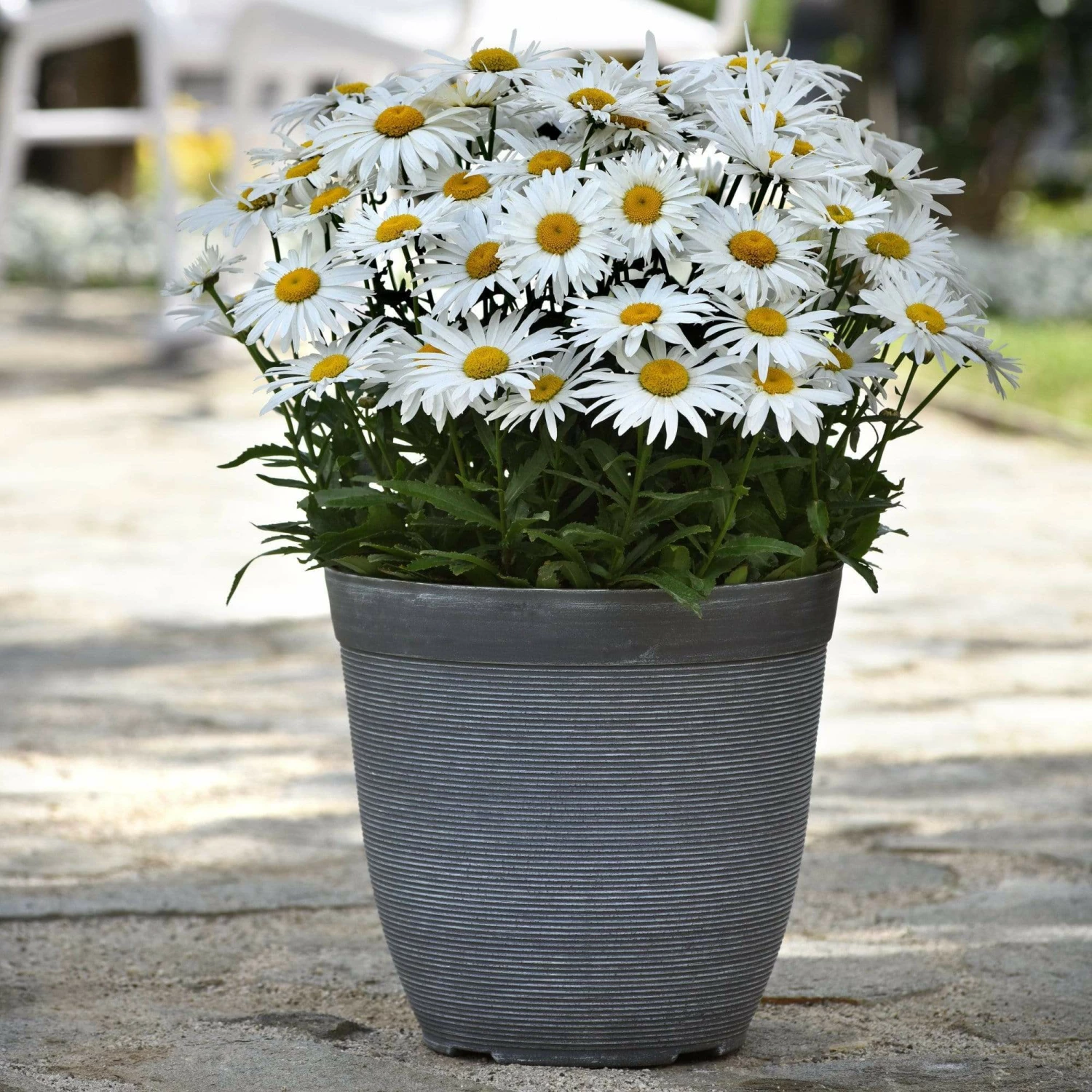 Roots Plants Leucanthemum 'Madonna' | Shasta Daisy Roots Plants Leucanthemum 'Madonna' | Shasta Daisy