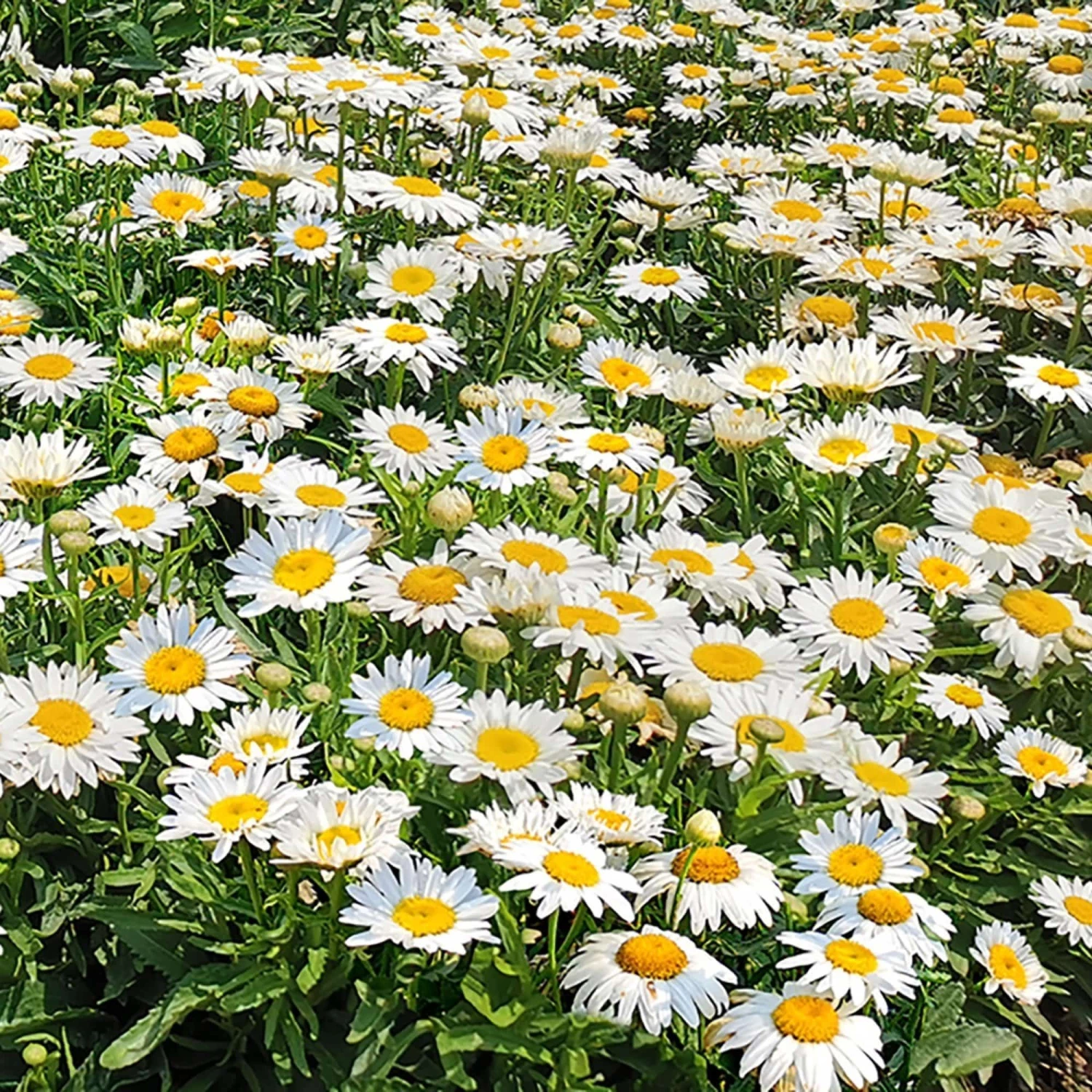 Roots Plants Leucanthemum 'Madonna' | Shasta Daisy Roots Plants Leucanthemum 'Madonna' | Shasta Daisy