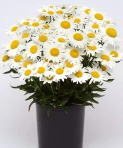 Roots Plants Leucanthemum 'Madonna' | Shasta Daisy 4 Roots Plants Leucanthemum 'Madonna' | Shasta Daisy