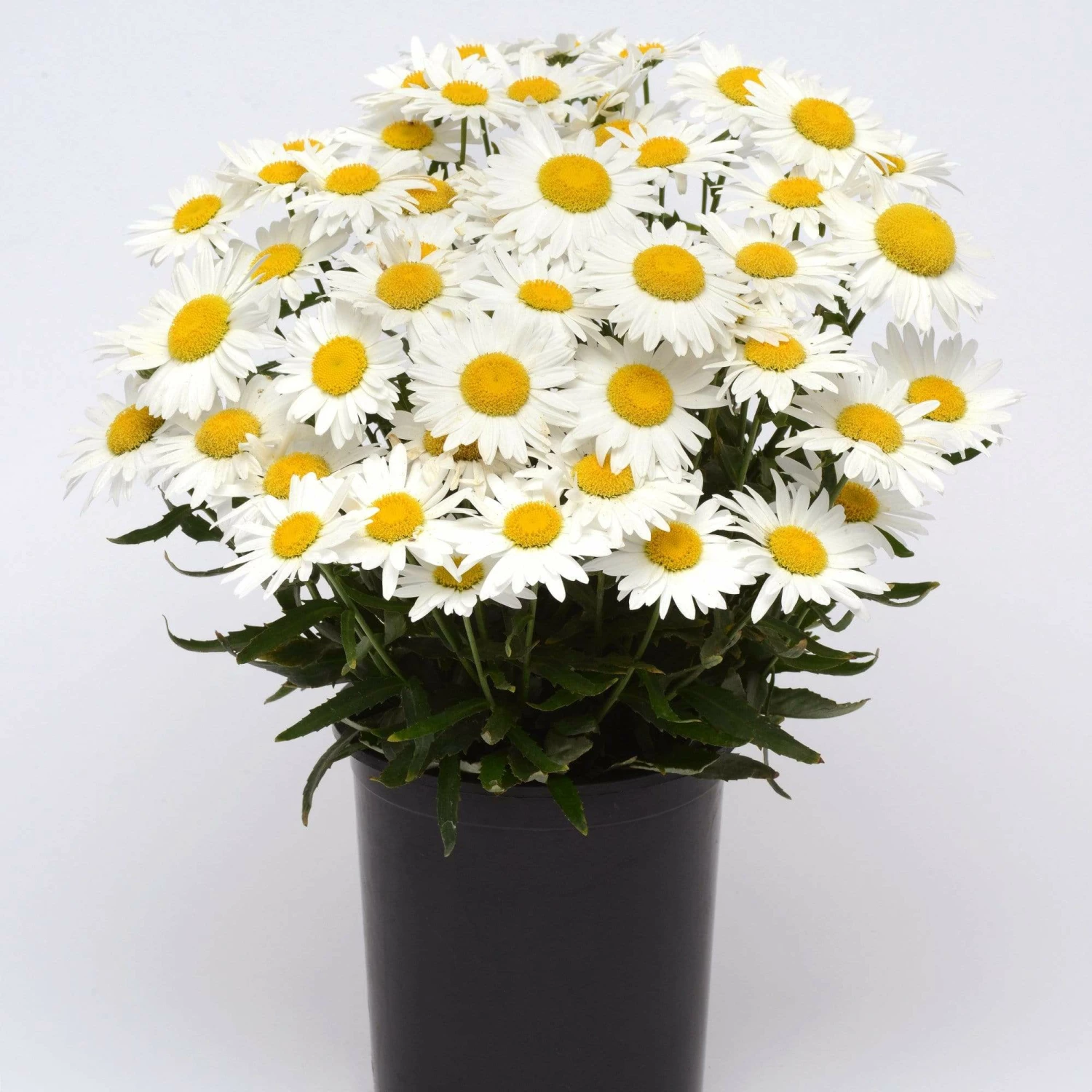 Roots Plants Leucanthemum 'Madonna' | Shasta Daisy Roots Plants Leucanthemum 'Madonna' | Shasta Daisy