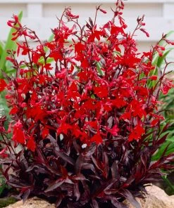 Roots Plants Lobelia 'Queen Victoria' Perennials 4 Roots Plants Lobelia 'Queen Victoria' Perennials