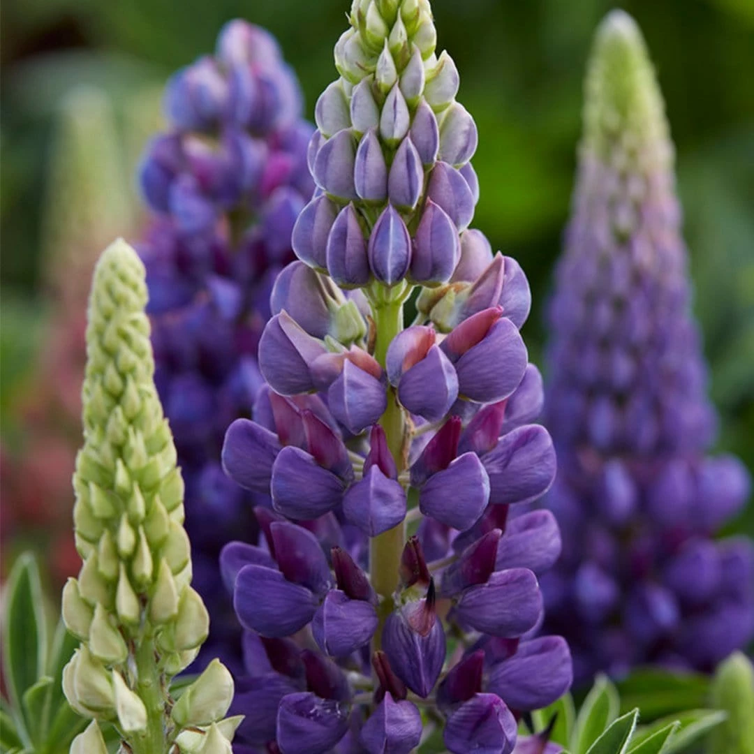 Roots Plants Lupin Legendary 'Shades Of Blue' Perennials Roots Plants Lupin Legendary 'Shades Of Blue' Perennials