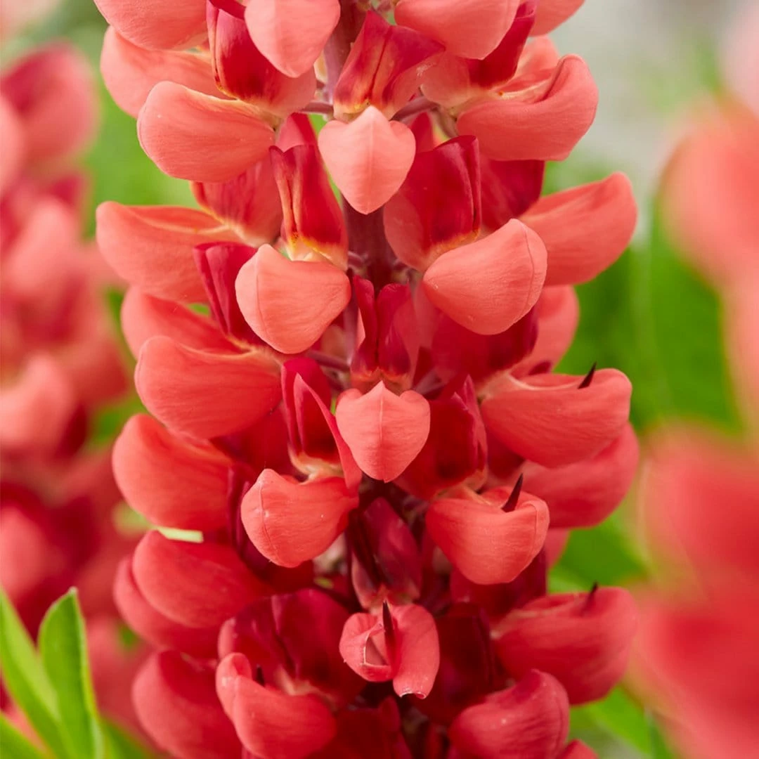 Roots Plants Lupin Legendary 'Shades Of Red' Roots Plants Lupin Legendary 'Shades Of Red'