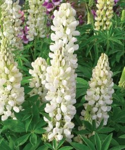 Roots Plants Lupin Legendary 'Shades Of White' Perennials