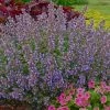 Roots Plants Perennials Catmint 'Purrsian Blue' | Nepeta