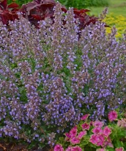 Roots Plants Perennials Catmint 'Purrsian Blue' | Nepeta