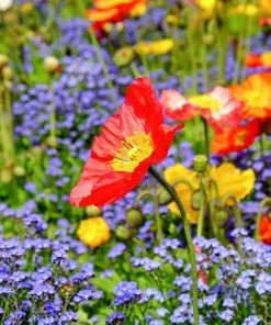 Roots Plants Papaver 'Champagne Bubbles Scarlet' | 10.5cm Pot