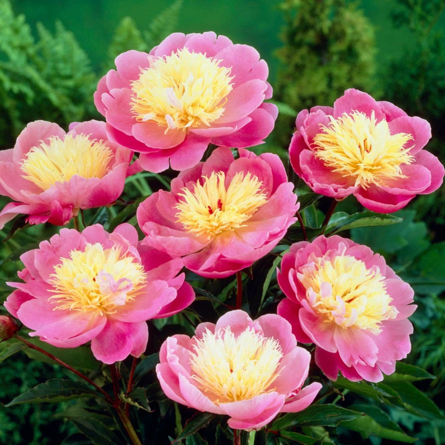 Roots Plants Peony 'Bowl Of Beauty' | 3L Pot Perennials Roots Plants Peony 'Bowl Of Beauty' | 3L Pot Perennials