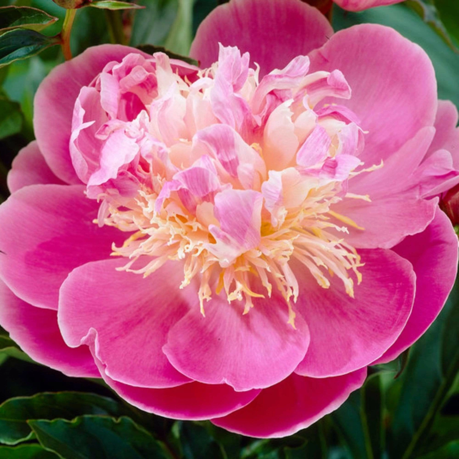 Roots Plants Peony 'Bowl Of Beauty' | 3L Pot Perennials Roots Plants Peony 'Bowl Of Beauty' | 3L Pot Perennials