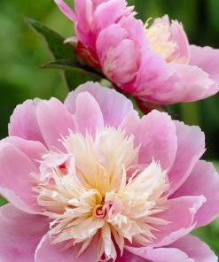 Roots Plants Peony 'Bowl Of Beauty' | 3L Pot Perennials 4 Roots Plants Peony 'Bowl Of Beauty' | 3L Pot Perennials