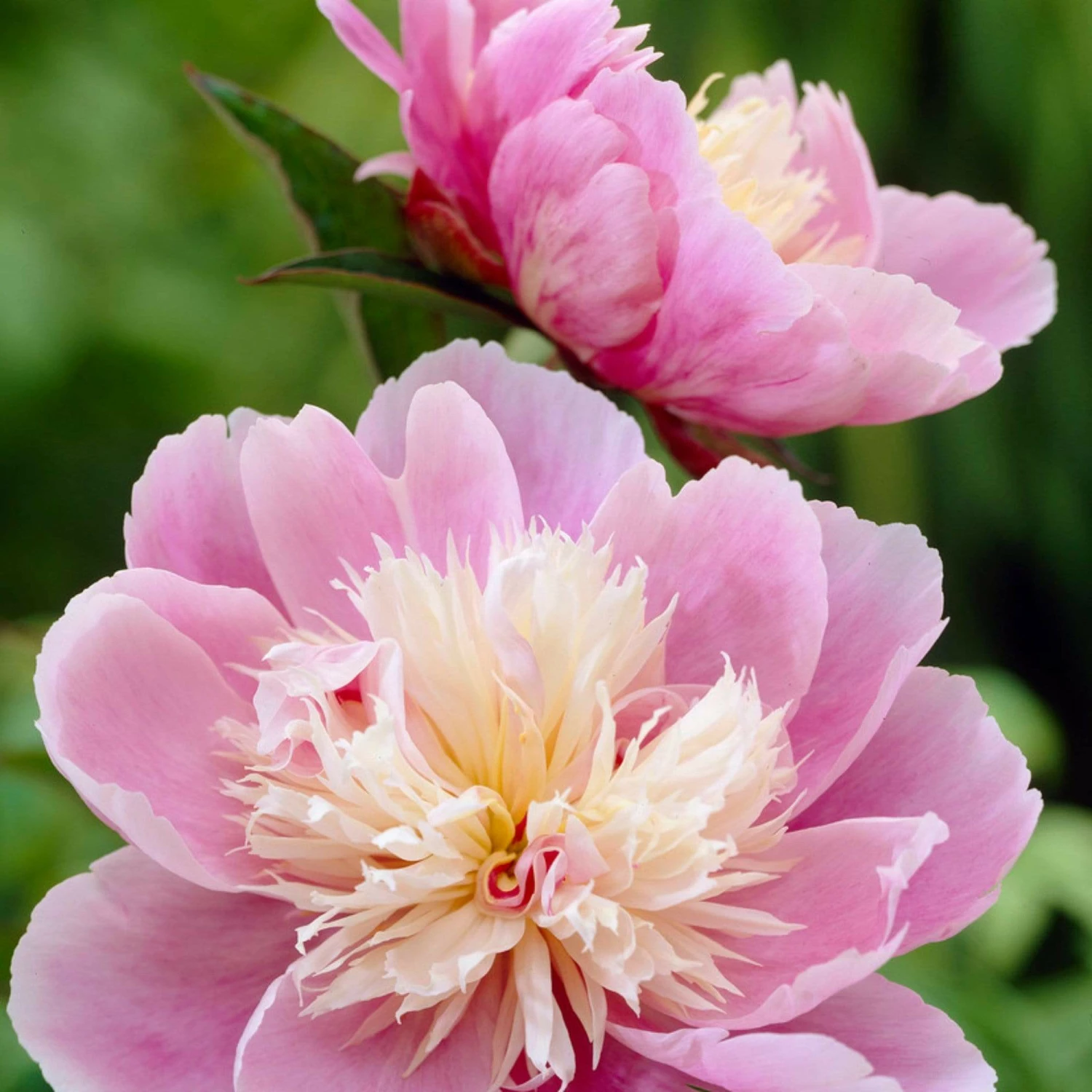 Roots Plants Peony 'Bowl Of Beauty' | 3L Pot Perennials Roots Plants Peony 'Bowl Of Beauty' | 3L Pot Perennials