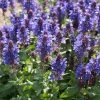Roots Plants Perennials Salvia 'Fashionista Midnight Model' | 10.5cm Pot
