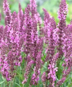 Roots Plants Perennials Salvia 'Fashionista Pretty In Pink' | 10.5cm Pot 4 Roots Plants Perennials Salvia 'Fashionista Pretty In Pink' | 10.5cm Pot