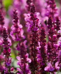 Roots Plants Pink & Purple Perennial Plants Collection | Flower, Foliage And Height