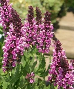 Roots Plants Mixed Flowering Perennial Plants | Extra Value Pack Perennials 7 Roots Plants Mixed Flowering Perennial Plants | Extra Value Pack Perennials