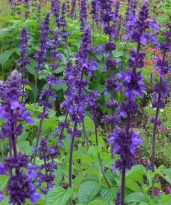 Roots Plants Salvia 'Salvatore Blue' | 10.5cm Pot Perennials 4 Roots Plants Salvia 'Salvatore Blue' | 10.5cm Pot Perennials